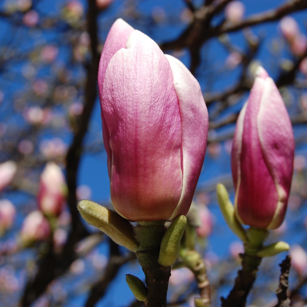 Magnolia Rustica